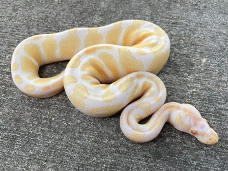 Why Snakes for Sale Make Great Pets for Reptile Enthusiasts