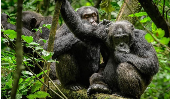 Chimpanzee Trekking in Rwanda and Uganda: A Practical Guide to Meeting Our Closest Relatives